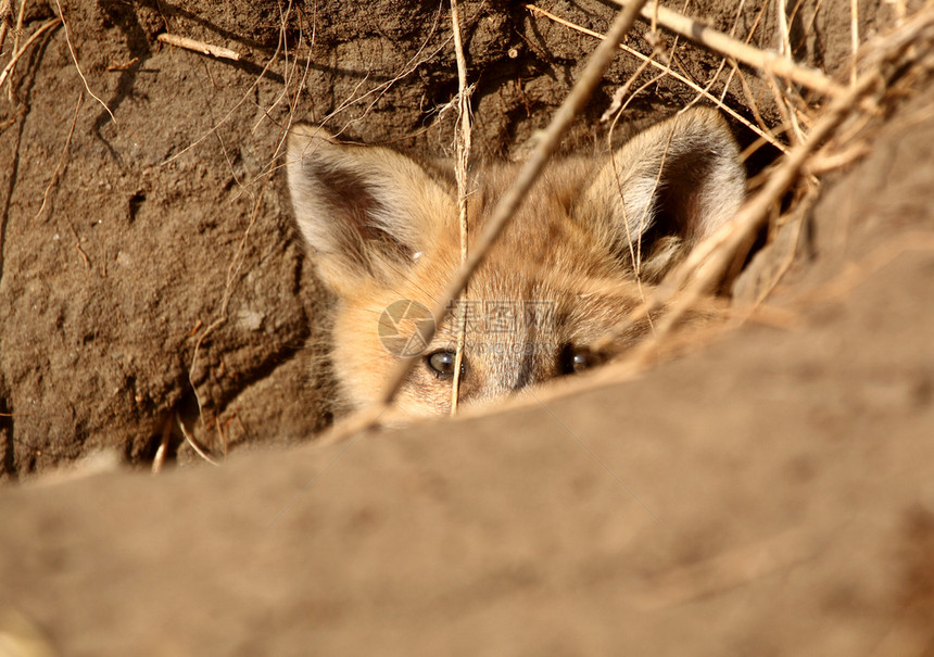 红狐狸小狗从洞穴中达到峰顶图片