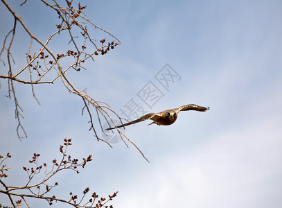 Swaon的鹰在摄影师面前低飞图片
