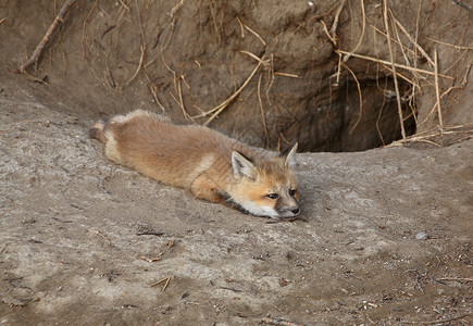 兽穴红狐狸在洞穴外的小狗背景