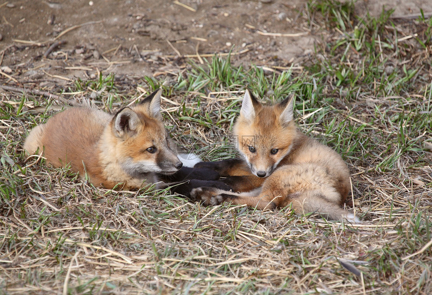 两只红狐小狗在他们的巢穴外图片