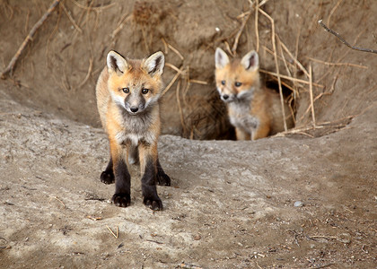 两只狐狸两只红狐小狗在他们的巢穴外背景