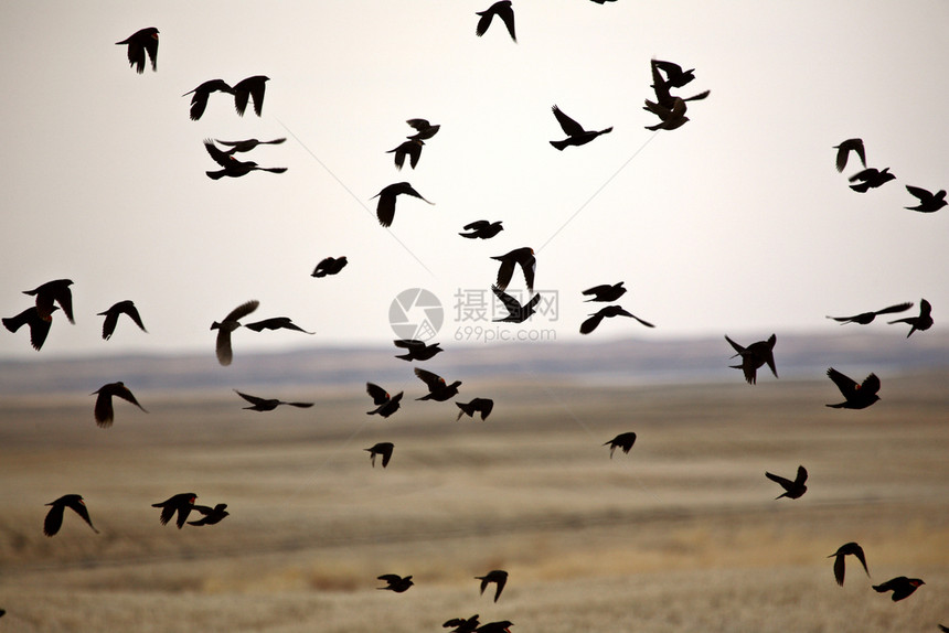黑色鸟群飞来去图片