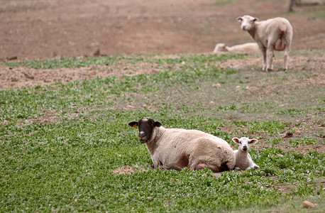 草原农场里的小羊羔和母羊在一起图片