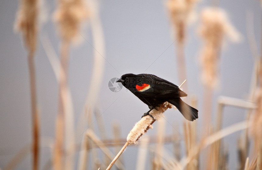 红翼黑鸟在尾巴上图片