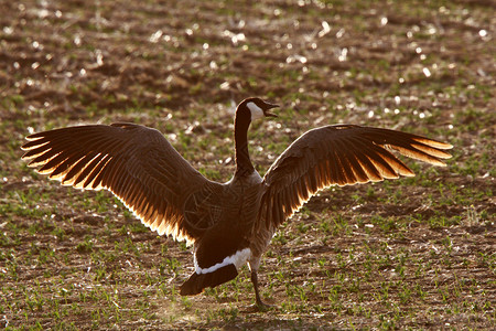 加拿大长翅膀的鹅图片