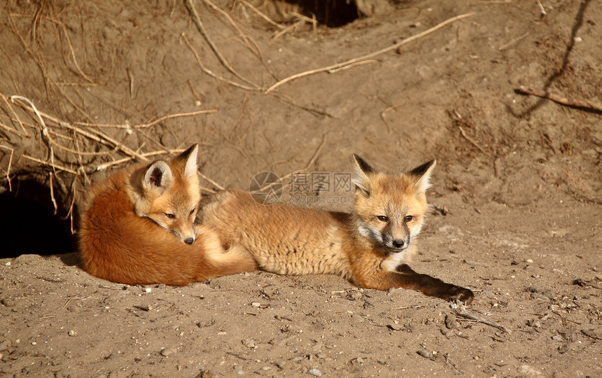 红狐小狗在他们的巢穴外图片