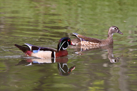 池塘中的木鸭配对图片