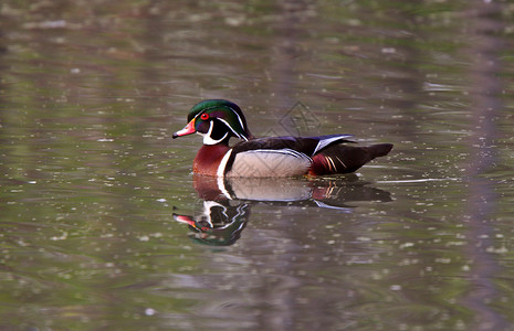 池塘中的木鸭背景图片