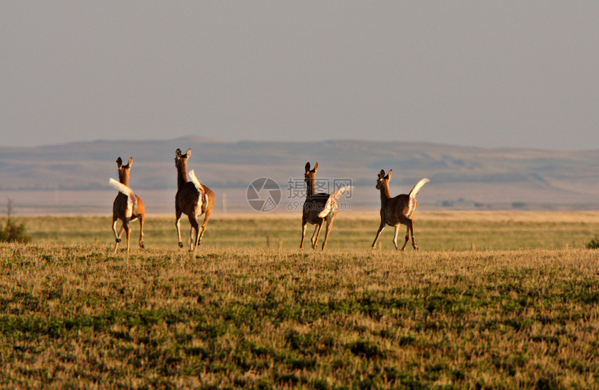 四辆白色尾鹿越野图片