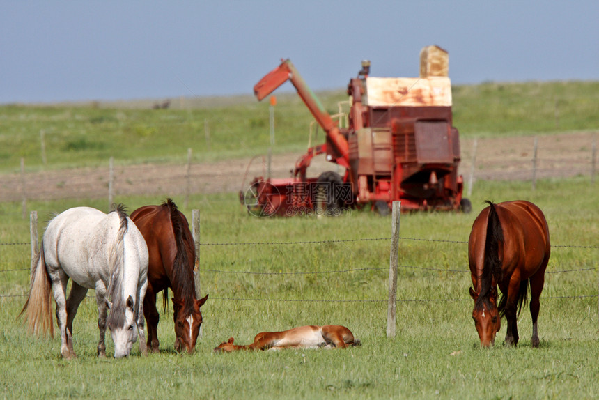 马在牧草上放有眠图片