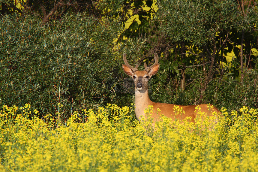 萨斯喀彻温Canola油田附近的白色尾鹿图片