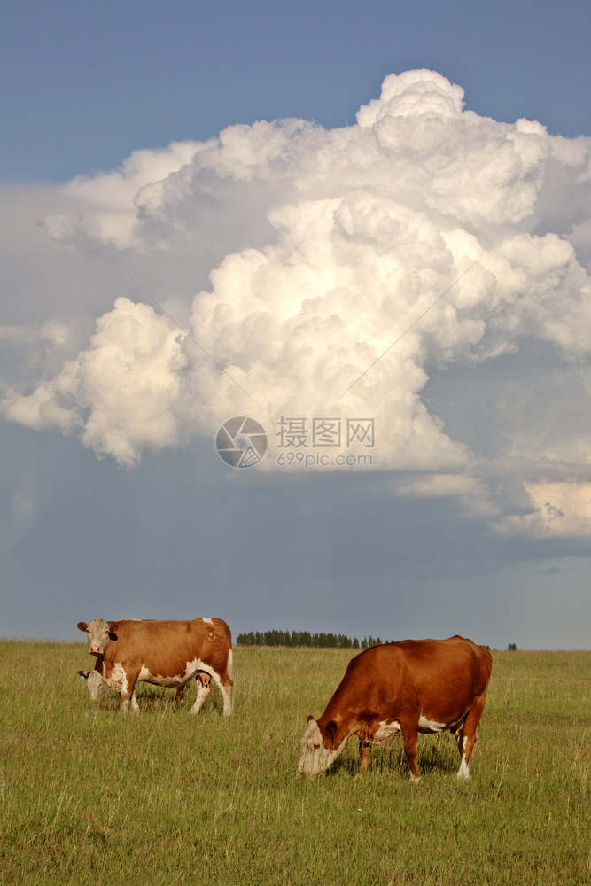 萨斯喀彻温牛群后面的暴云图片