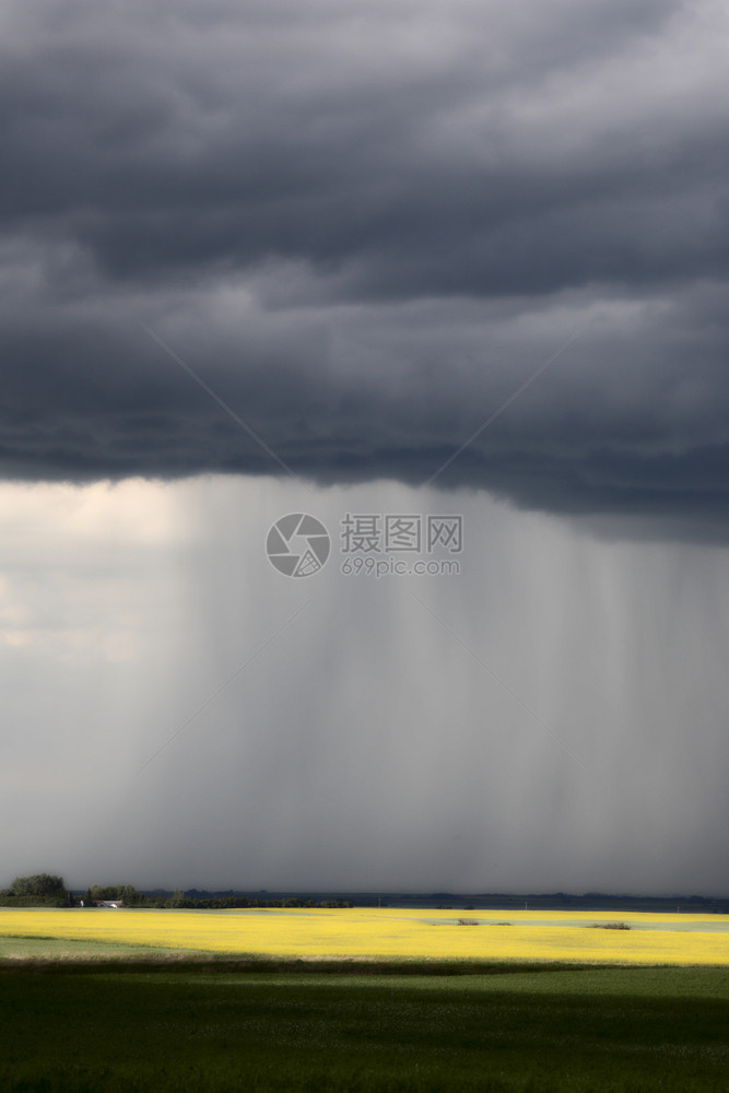 雨前接近萨斯喀彻温省甘蔗作物图片
