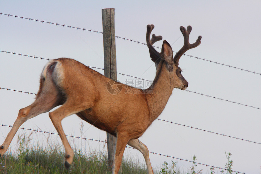 在铁丝网围栏上行走的木鹿图片