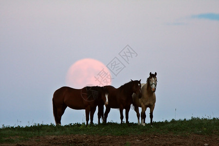 三匹马身后满月图片