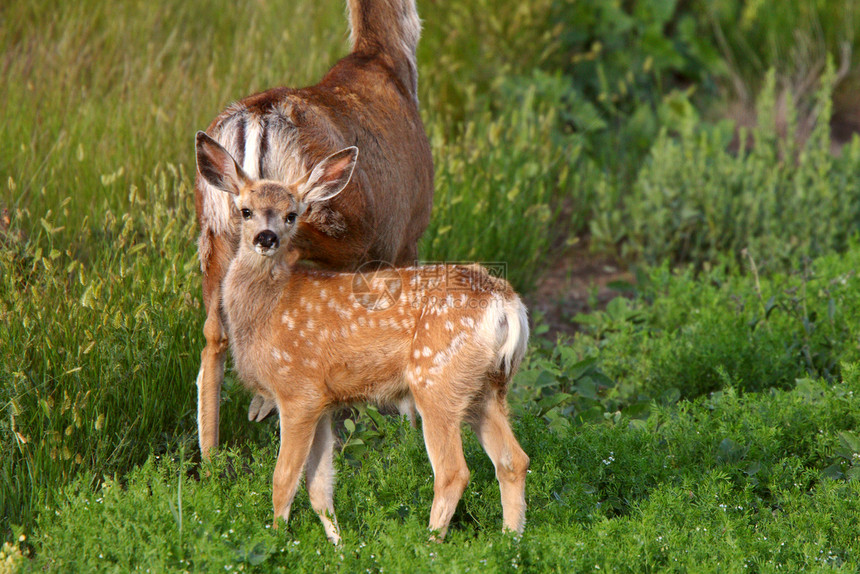 骡鹿小鹿和母鹿图片