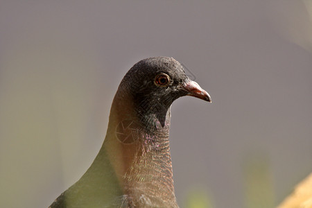 藏在萨斯喀彻温桥底的鸽子背景图片
