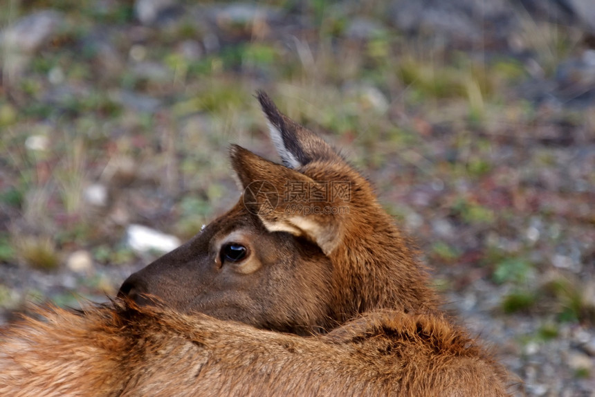在艾伯塔省路边沟中年轻的幼鹿肩并仰望着艾伯塔省路边沟渠图片