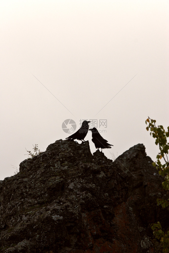 乌鸦在岩石上被抛光图片