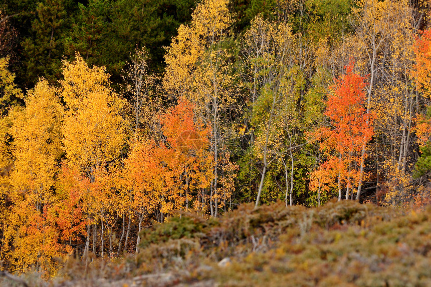不列颠哥伦比亚省山坡上的棕色秋树图片