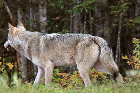 不列颠哥伦比亚省沿森林边缘的灰狼背景图片