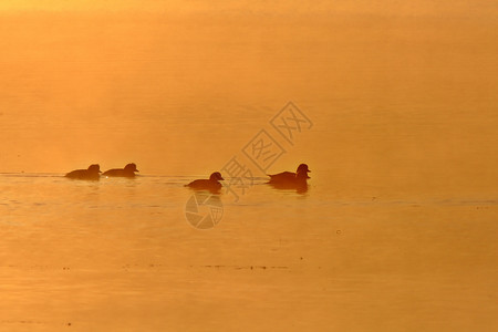 日落时在池塘中鸭子图片
