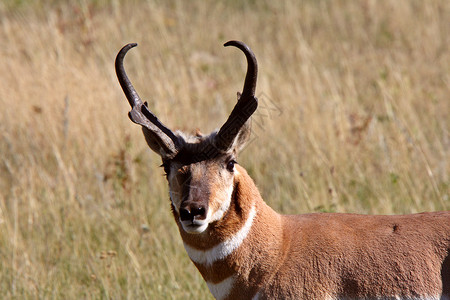 萨斯喀彻温地区的雄叉角羚背景