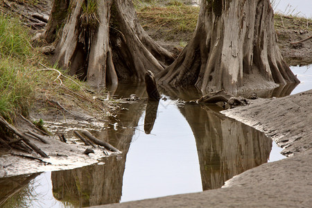 树桩在池中反射图片