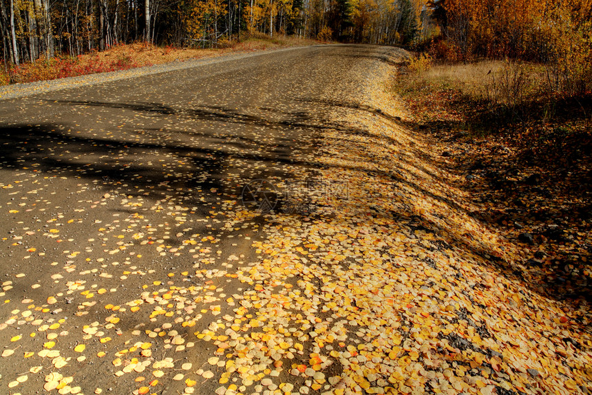 不列颠哥伦比亚省北部公路上的秋叶图片