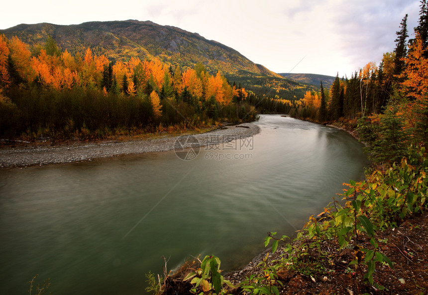 不列颠哥伦比亚省北部河的秋色图片