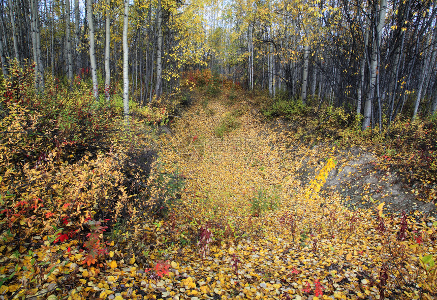 不列颠哥伦比亚省北部森林的秋色图片