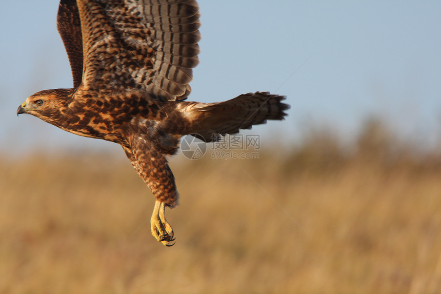 红尾鹰在萨斯喀彻温飞行图片