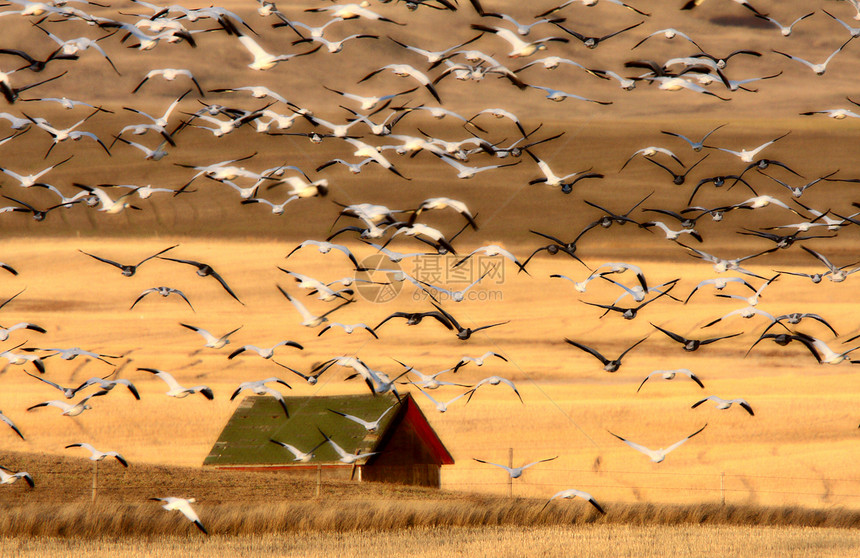 萨斯喀彻温的大批雪地鹅群在秋天的移民中图片