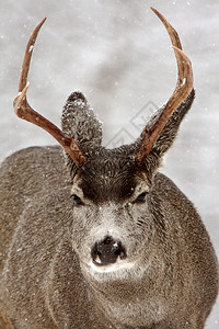 冬季的木鹿图片
