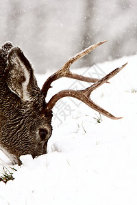 冬季的木鹿放牧图片