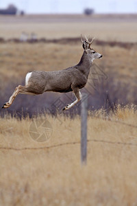 木鹿在栅栏上捆绑的战斗力背景