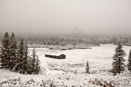Cypress山大雪和冰雾图片