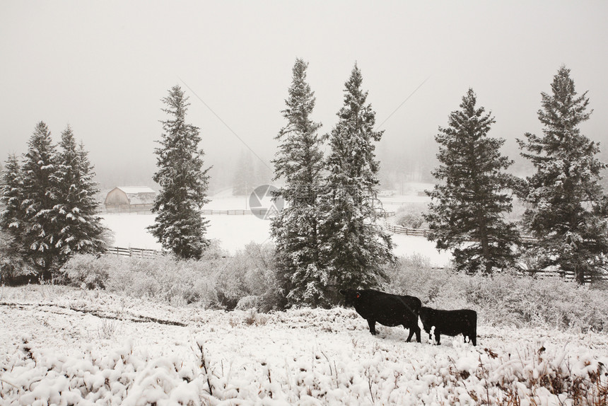 冬季牧场的牛图片