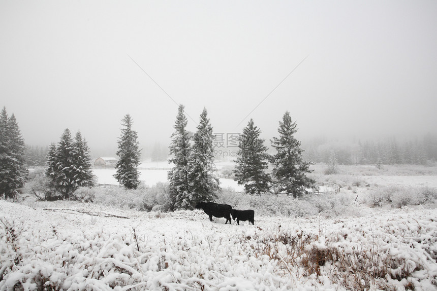 冬季牧场的牛图片