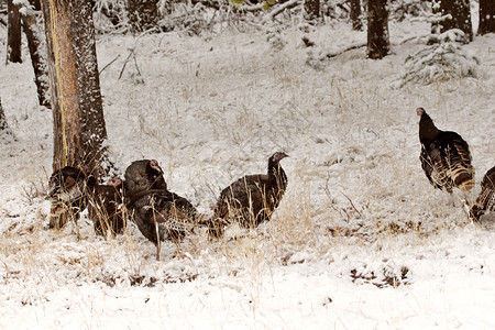 冬季的野生土耳其图片