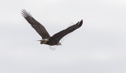 加拿大萨斯喀彻温省CypressHills航班秃鹰图片