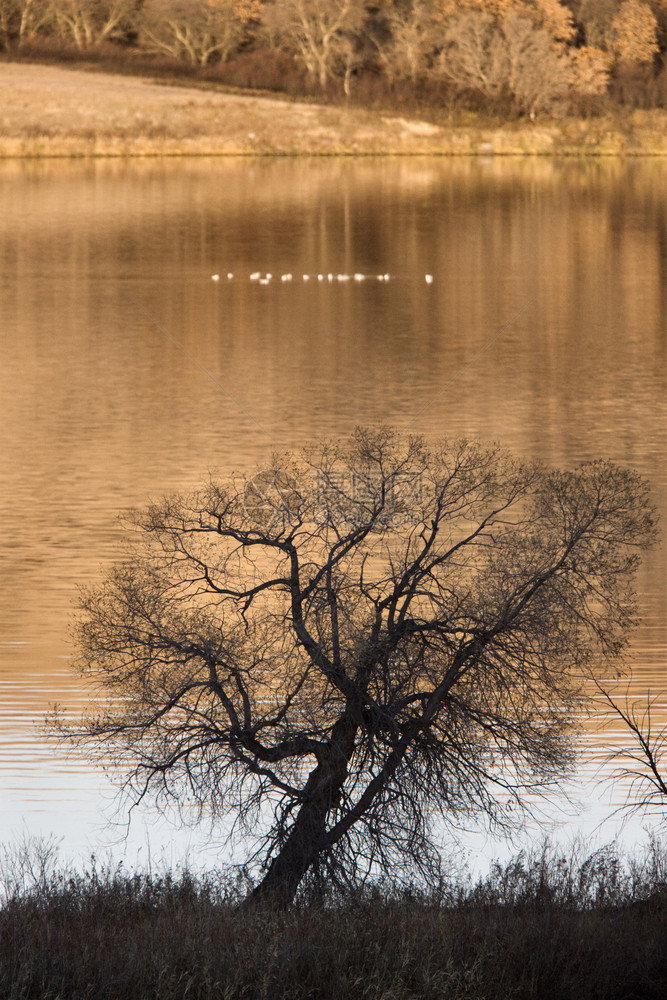 加拿大布法华秋季省萨斯喀彻温湖图片