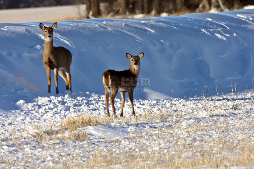冬季的白尾鹿图片