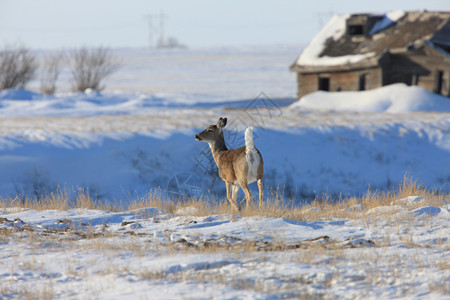 鹿雪加拿大冬季的白尾鹿背景