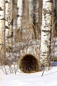 冬季的豪猪和阿斯本树背景图片
