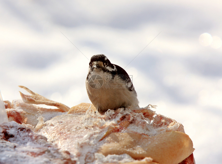 冬季雌唐尼啄木鸟图片
