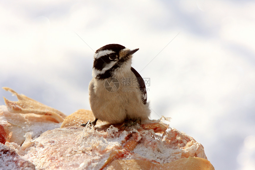 冬季雌唐尼啄木鸟图片