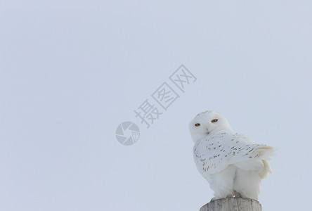 加拿大雪猫图片