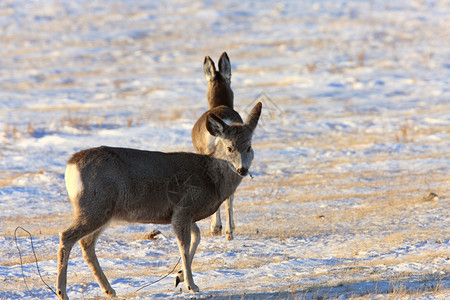 冬季白尾鹿背景图片