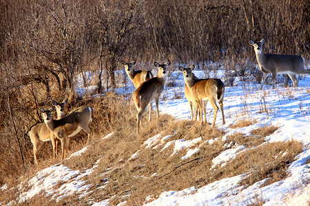 加拿大冬季萨斯喀彻温的鹿高清图片
